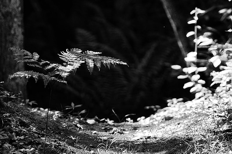 Fern Watcher Tee